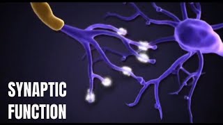 How do synapses works to carry information [upl. by Eicak]