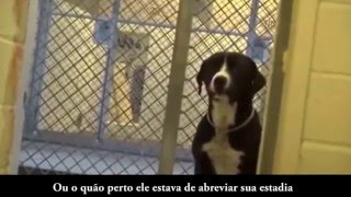 Reação de um cachorro ao ser adotado [upl. by Willem482]