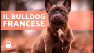 Il cane BULLDOG FRANCESE 🐶 Origine Caratteristiche Carattere e Cura [upl. by Benilda]