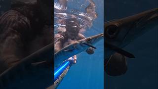 Mediterranean Spearfishing BARRACUDA mediterranean spearfish fishing fish pesca [upl. by Jervis]