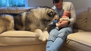 Giant Husky Meets Newborn Baby For The First Time Cutest Ever [upl. by Eirellam]