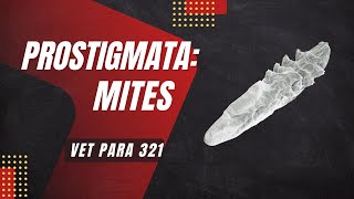 VET PARA 1  Prostigmatid Mites Mange Mites  Chapter 85 [upl. by Airogerg]