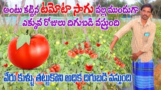 అధిక దిగుబడి ఇచ్చే అంటు కట్టిన టమోటా సాగు  Grafted Tomato Cultivation  AgriTech Telugu [upl. by Michal]