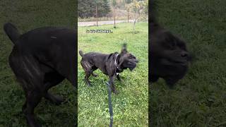 Wrinkly dog shakes off the slo mo snow… [upl. by Assanav168]