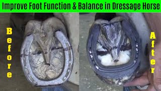 Improving Hoof Function amp Balance in Dressage Horses [upl. by Bancroft]