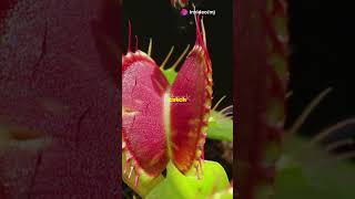 What happen if plants could move like animals [upl. by Neri]