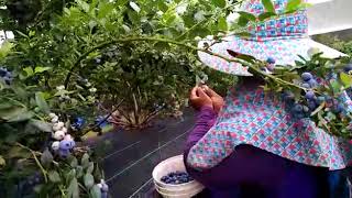 FRESH DARI LADANG  Kerja di Australia  Petik Blueberry [upl. by Itsirk446]