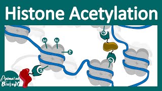 Histone acetylation  Chromatin modification  What does histone acetylation do [upl. by Gasser366]