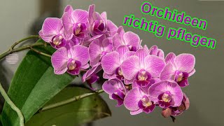 Orchideen richtig pflegen –Orchidee Pflege Tipps  Standort Gießen Düngen uvm [upl. by Ahsekat]