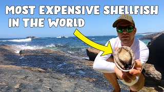 Most Expensive Shellfish in the World How to Catch Clean and Cook Abalone [upl. by Okiruy]