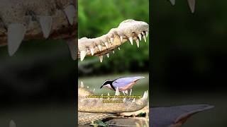 Discover the Surprising Bird That Cleans Crocodile Teeth shorts [upl. by Nuoras]