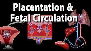 Embryology Development of the Placenta and Fetal Circulation Animation [upl. by Capps60]