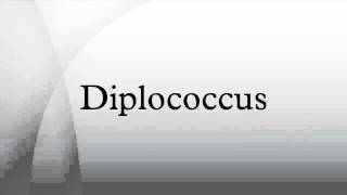 Diplococcus [upl. by Pinckney]