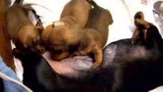 Dachshund Puppies 3 weeks old weaning [upl. by Aleakim]