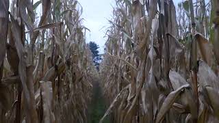 A walk in the corn field [upl. by Philly641]