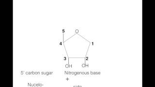 Formation of a nucleoside and nucleotide [upl. by Ahsimac]