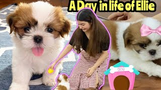 A Day in The Life Of Our Shih Tzu Puppy  Shih Tzu Puppy Daily Routine  Yashita Rai [upl. by Amzu]