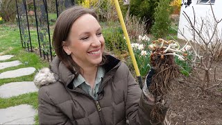 Planting Bare Root Astilbe  How to Plant Grow and Maintain Astilbe Flowers  Northlawn [upl. by Eirlav594]