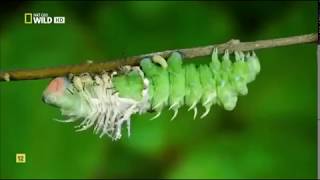 Insectos increíbles Documental Nat Geo [upl. by Aletha249]