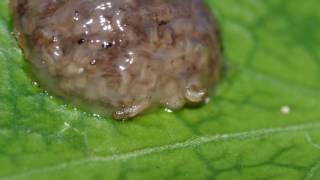 hatching caddisfly larvae short clip [upl. by Gromme]