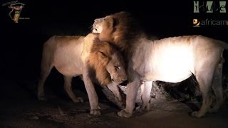 Selati Male Lions Last Night As Kings [upl. by Jereld755]