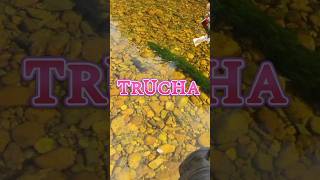 Trucha [upl. by Eeloj]