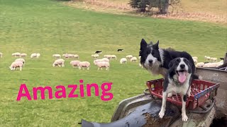 Two brilliant border collie sheepdogs working as a team [upl. by Nahtahoj901]