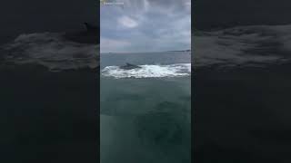 Spectators in Kittery Maine enjoyed a closeup view of a whale breaching on the Fourth of July [upl. by Animahs]