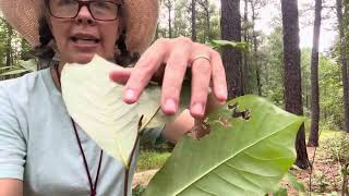 Asimina parviflora smallflowered pawpaw [upl. by Aihsele968]