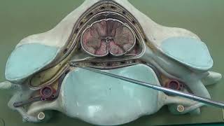 Medulla spinalis 2 Nöroanatomi 2 Laboratuvar videoları İnsan Anatomisi TUS DUS SBF [upl. by Martynne]