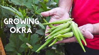 Growing Okra in Raised Beds Gumbo Ladys Finger [upl. by Yojal]