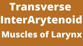 Transverse Interarytenoid muscle Muscle of larynxIntrinsic muscle of larynx [upl. by Attennot]