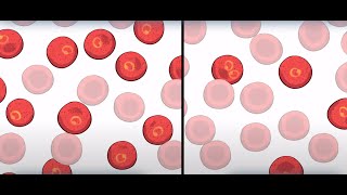 Sickle Cell Natural Selection in Humans  HHMI BioInteractive Video [upl. by Zerdna]