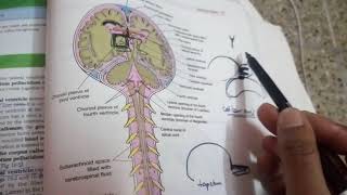 LATERAL VENTRICLES OF BRAINpart 3horns of venricle [upl. by Fara]