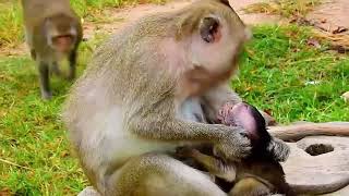 HELPLESS BABY MONKEYS LIVING A HELL ON EARTH [upl. by Locin788]