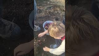 Potato vikingfarms alaska harvesting gardening [upl. by Gaspar]