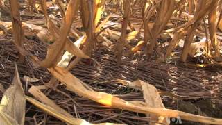 Farmers Control Weeds with Plants Not Pesticides [upl. by Erasmus379]