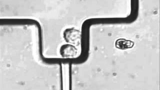 A fast and simple method to fabricate circular microchannels in polydimethylsiloxane PDMS [upl. by Atal630]