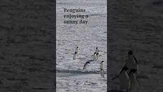 Adelie Penguins running across the sea ice at Ross sea [upl. by Hgeilhsa]