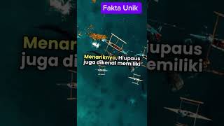 quotHiu Paus Raksasa Laut yang Sebenarnya Ramahquot🦈🐋faktaunik faktahewanunik shorts [upl. by Ecylla]