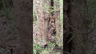 Pets Searched Monitor Lizard  5 animalsplantnature [upl. by Ratha]