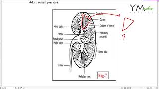 Kidney Histo URS شرح ملخص وأسألة [upl. by Nyleimaj]