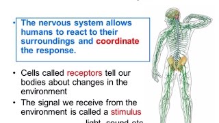 Nervous System Part 1  Overview ALevel Biology [upl. by Anitneuq247]