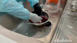 Doula Bula  STEP BY STEP PLACENTA ENCAPSULATION PROCESS [upl. by Guzel]