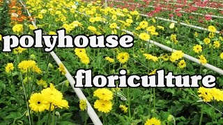 Floriculture  Gerbera amp Carnation flowers  Cut Flowers  cultivation in Polyhouse  Paadi Pantalu [upl. by Suirradal]