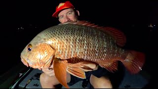 Gold Coast MANGROVE JACK Fishing [upl. by Innattirb]