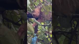 Two toed sloth Costa Rica [upl. by Wakefield]