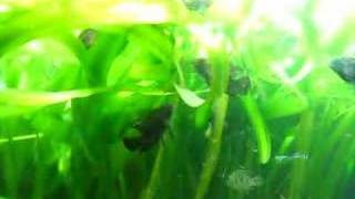 Chocolate Cichlids Hypselecara temporalis feeding [upl. by Rolyt]