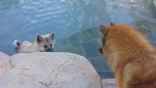 135 week old female Eurasier puppy loves swimming [upl. by Nohsal]