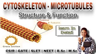 CYTOSKELETON  MICROTUBULES Structure and function In Detail  MSc Classes  Cell Biology [upl. by Granese]